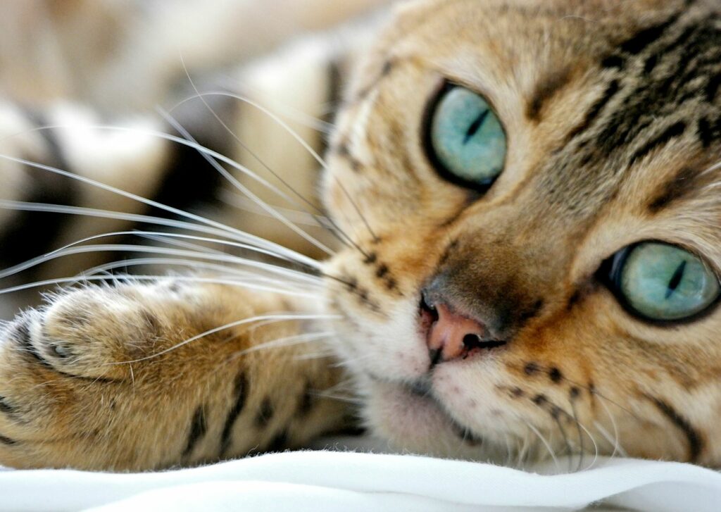 esterilizar a tu gato